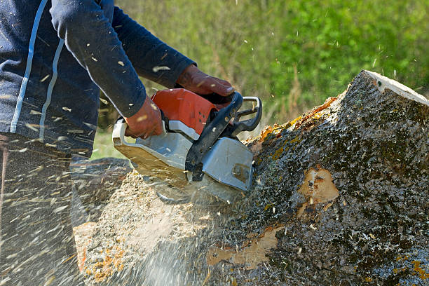 Trusted Vinton, VA Tree Services Experts